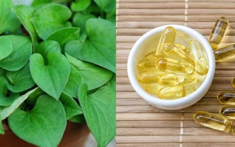 Rau diếp cá và vitamin E giúp da dưỡng ẩm 